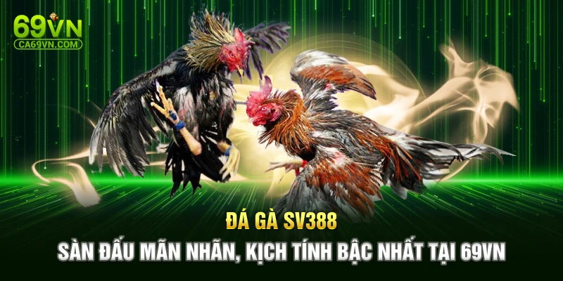 Đá Gà Sv388 – Sàn Đấu Mãn Nhãn, Kịch Tính Bậc Nhất Tại 69VN